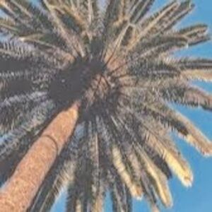 Meet your Posher, Danna